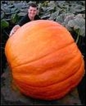 Large_thumb